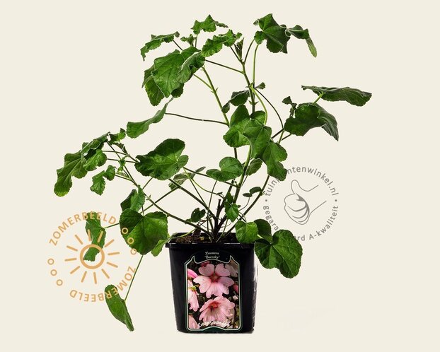 Lavatera 'Barnsley'