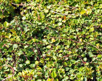 Mitchella repens image