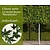 Lei-Amberboom - Classic - individueel - geen extra's