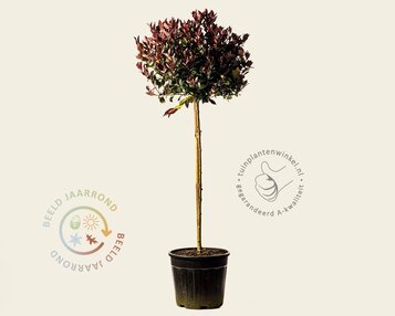 Photinia fraseri 'Little Red Robin' - op stam image