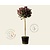 Photinia fraseri 'Little Red Robin' - op stam