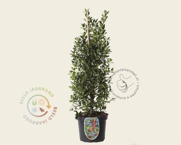 Ilex aquifolium 'Alaska' - in pot image