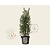 Ilex aquifolium 'Alaska' - in pot