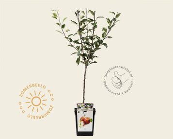 Malus domestica 'Rode Boskoop' - mini image
