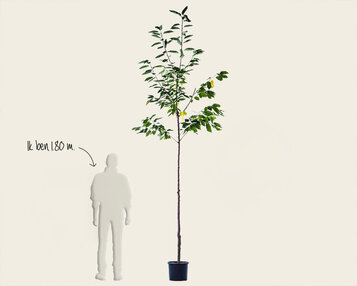 Prunus avium 'Mierlose Zwarte' - hoogstam image