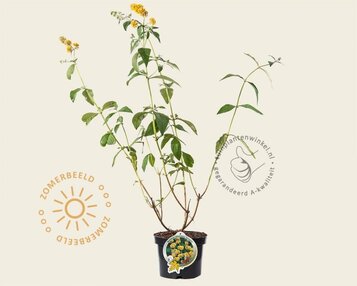 Buddleja weyeriana 'Sungold' image
