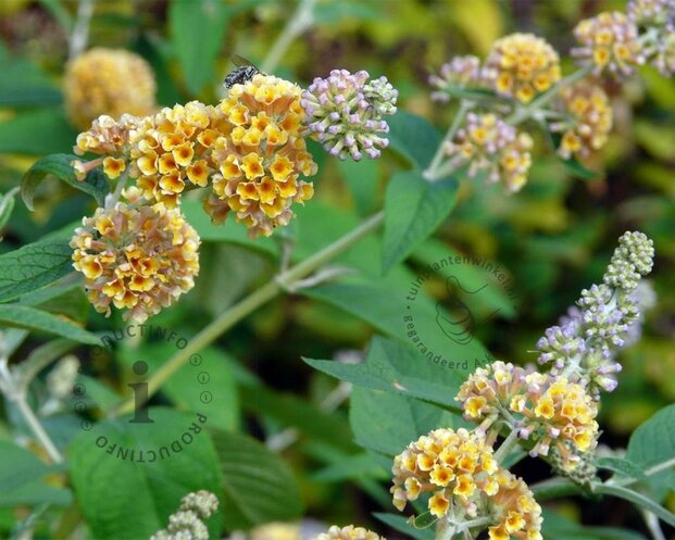 Buddleja weyeriana 'Sungold'