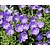 Campanula carpatica 'Blaue Clips'