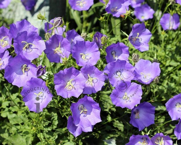 Campanula carpatica 'Blaue Clips'
