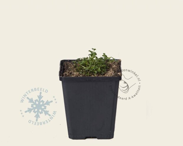 Campanula carpatica 'Blaue Clips'