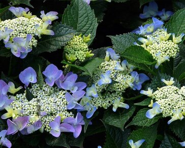 Hydrangea macrophylla 'Blaumeise'