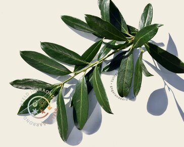 Lei-Laurier 'Caucasica' - Basic - pakket 5 stuks + EXTRA'S!