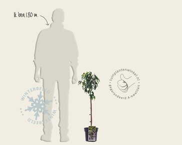 Prunus lusitanica 'Angustifolia' - 50 cm stam