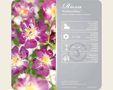 Rosa rambler 'Veilchenblau'