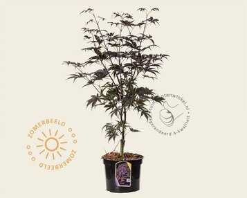 Acer palmatum 'Bloodgood' image