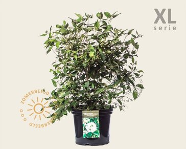 Viburnum plicatum 'Watanabe' - XL