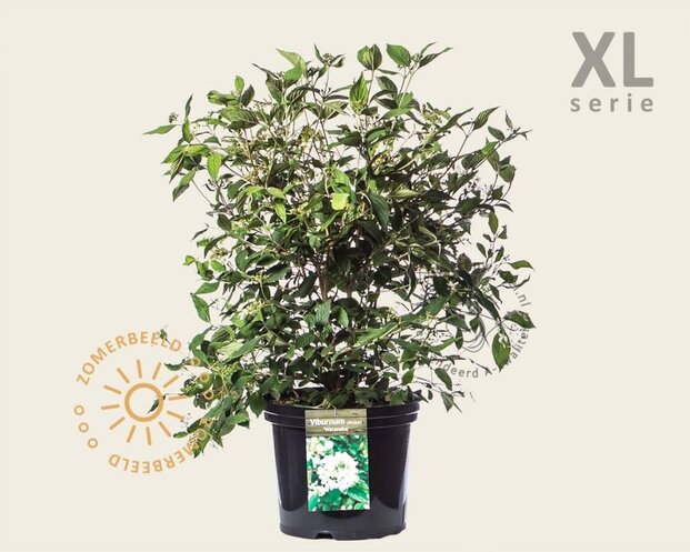 Viburnum plicatum 'Watanabe' - XL