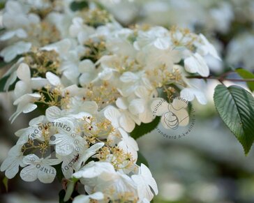Viburnum plicatum 'Watanabe' - XL