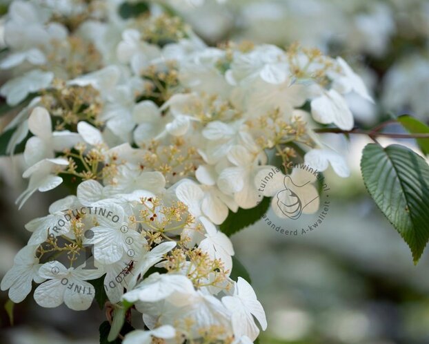 Viburnum plicatum 'Watanabe' - XL