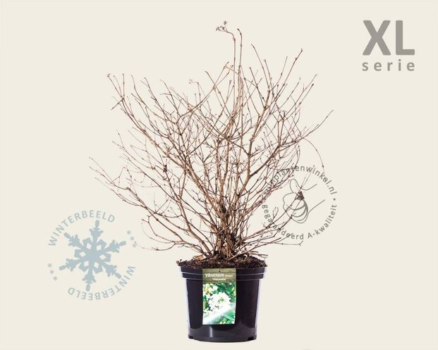 Viburnum plicatum 'Watanabe' - XL