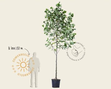 Liriodendron tulipifera image