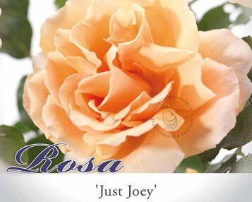 Rosa 'Just Joey' image