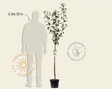Pyrus communis 'Gieser Wildeman' - halfstam