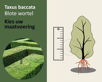 Taxus baccata - blote wortel image
