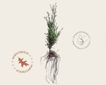 Taxus baccata - blote wortel