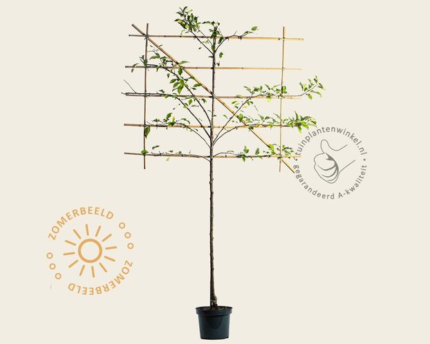 Lei-Appel 'Elstar' - Small - pakket 5 stuks + EXTRA'S