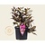 Weigela florida 'Minor Black'