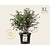 Prunus incisa 'Kojou-no-mai' 50/60 - XL