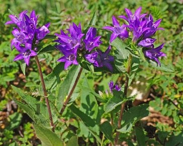 Campanula glomerata 'Superba'