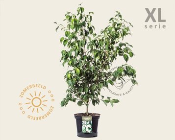 Cornus kousa 'China Girl' - XL image