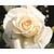 Rosa 'Schneewalzer'