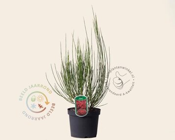 Cytisus 'Boskoop Ruby' image