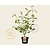 Cornus alba 'Sibirica'