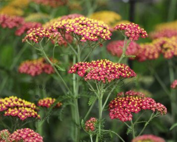 Achillea millefolium 'Paprika' image