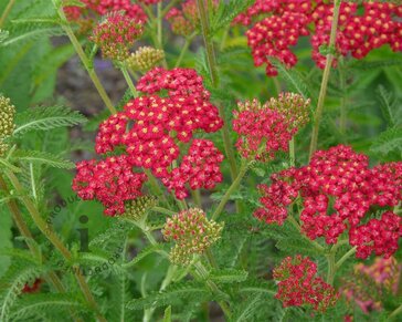 Achillea millefolium 'Paprika'