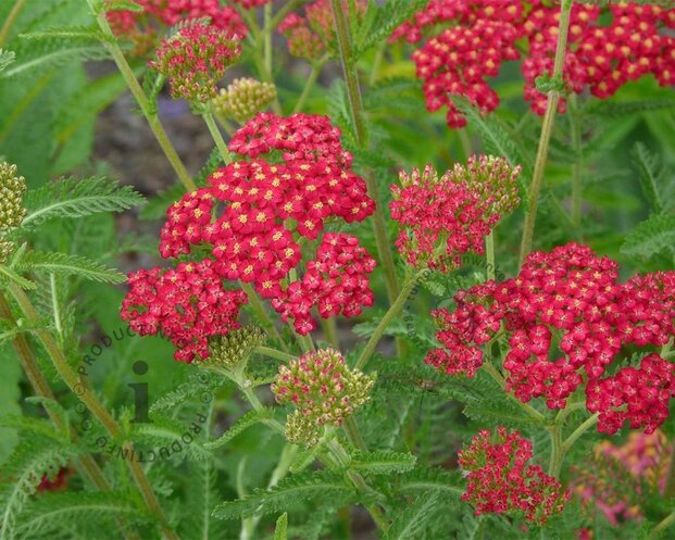 Achillea millefolium 'Paprika'