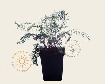 Achillea millefolium 'Paprika'