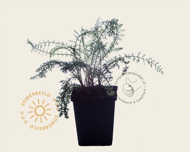 Achillea millefolium 'Paprika'