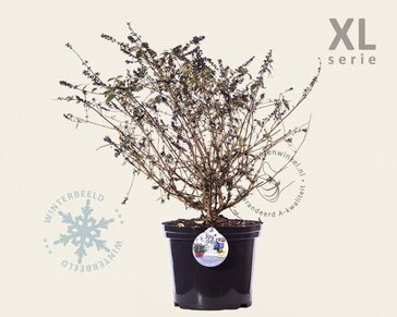 Buddleja davidii 'Blue Chip' - XL