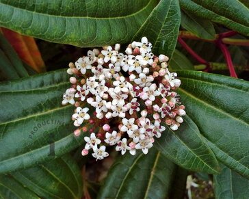 Viburnum davidii