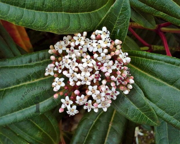 Viburnum davidii