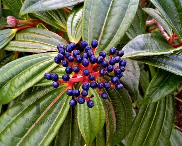 Viburnum davidii