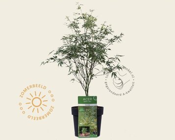 Acer palmatum 'Butterfly' image