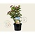 Viburnum tinus 'Lisarose'