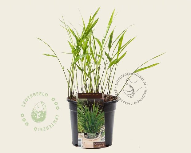 Hakonechloa macra