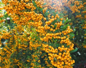 Pyracantha coccinea 'Soleil d'Or'
